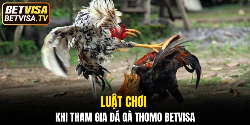Luật chơi khi tham gia đá gà Thomo BETVISA